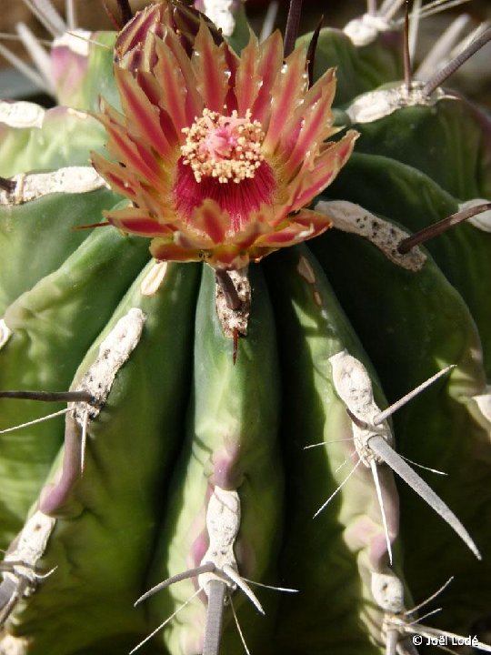 Ferocactus townsendianus ex peninsulae ©JLcoll.1713